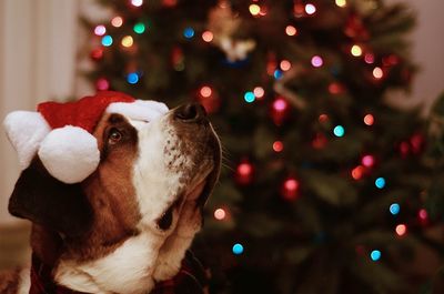 Cute dog in santas hat looking up