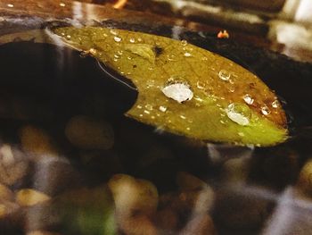 Close-up of leaf in water