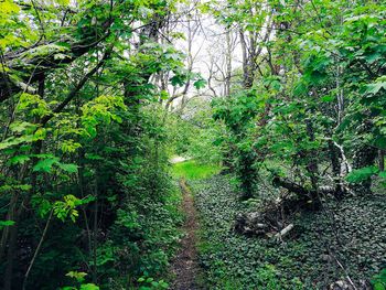 Trees growing in forest