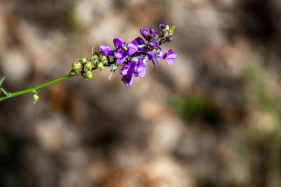 Close-up of purple flowering plant