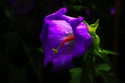 Close-up of purple iris blooming outdoors