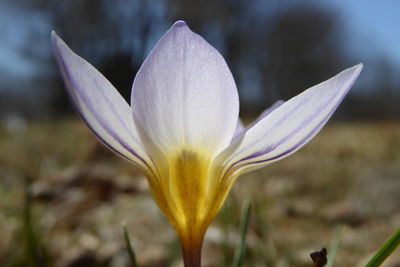 Close-up of crocus