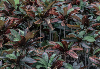 Full frame shot of plants growing on field