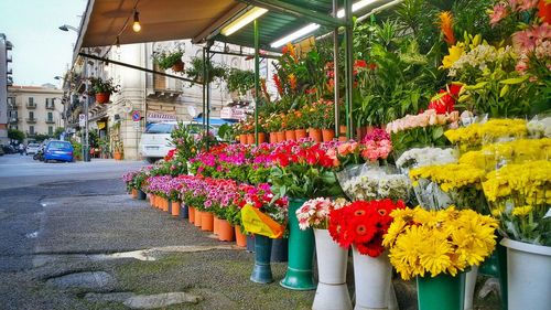 Flowers growing in greenhouse