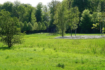 Trees on field against sky