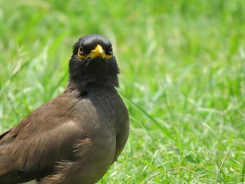 Close-up of bird on grass