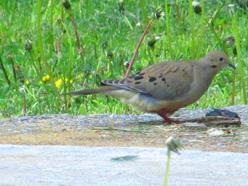 Side view of a bird on field
