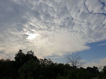 Low angle view of silhouette trees against sky