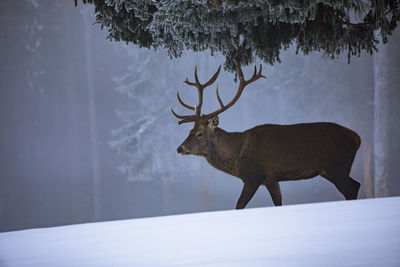 Deer standing on snow covered field in forest during winter 