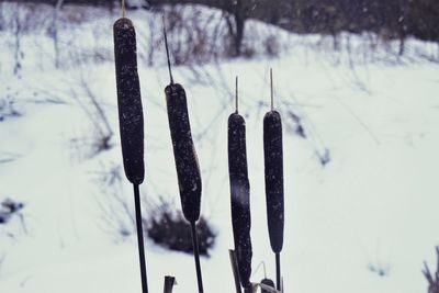 Close-up of frozen plant on snow covered field