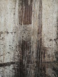 Full frame shot of tree trunk