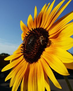 Close-up of sunflower blooming outdoors