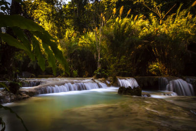 Scenic view of waterfall in forest
