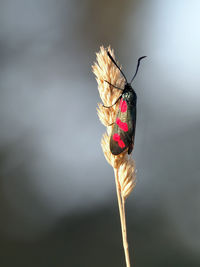 Close-up of butterfly on flower