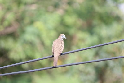 Low angle view of bird perching on railing