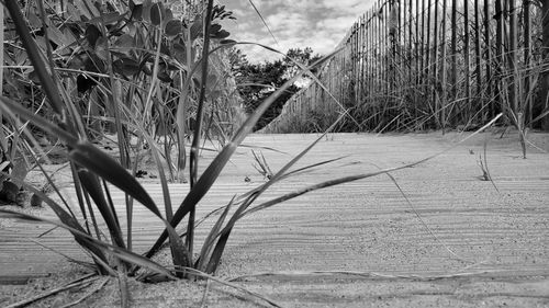 Close-up of plants on land