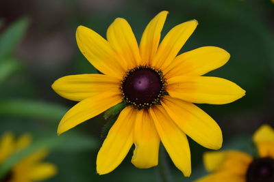 Close-up of yellow flower