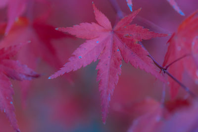 Close-up of red maple leaves