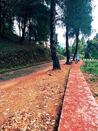 Road passing through trees