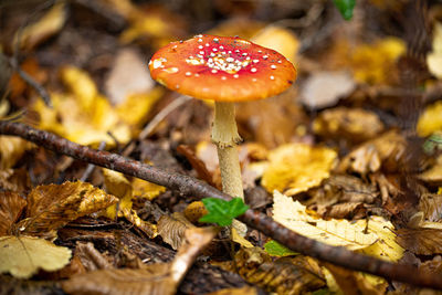 Close-up of mushroom growing on land