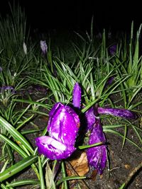 Close-up of wet purple crocus flowers on field