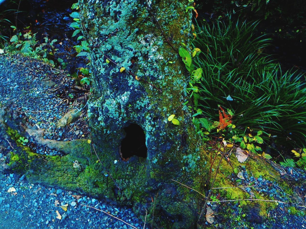 tree, growth, nature, green color, beauty in nature, tranquility, rock - object, plant, moss, low angle view, outdoors, blue, branch, leaf, day, no people, sunlight, textured, forest, close-up