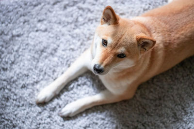 A fluffy young red dog shiba inu lies on a gray carpet and looks at the camera