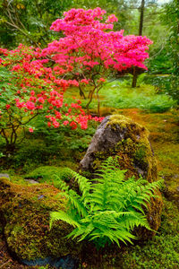 View of flowering plants in garden