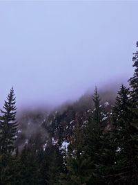 Pine trees in forest against sky during winter