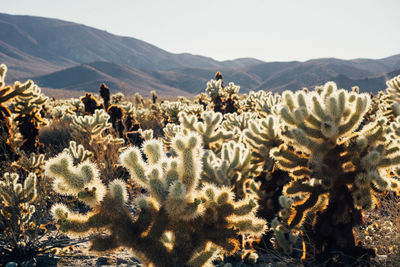 Cactus growing on field against sky during sunny day at joshua tree national park