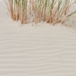 Close-up of grass on sand