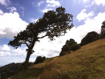 Tree on field against sky