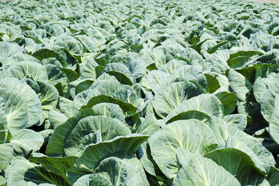 Close-up of green leaves on field