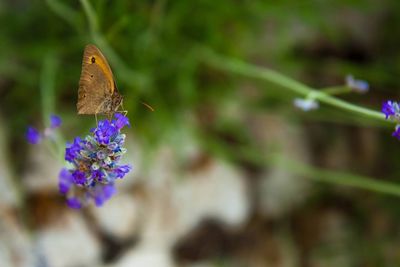 Close-up of butterfly on flower