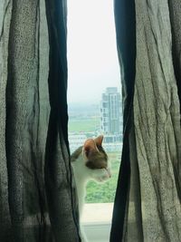 View of a dog looking through window