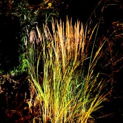 Close-up of plants growing on field at night