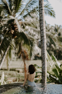 palm tree