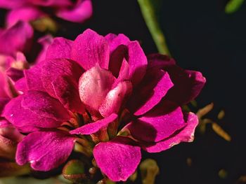 Close-up of pink rose flower