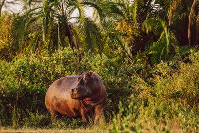 Hippopotamus on a field