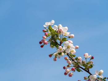 Low angle view of cherry blossom against clear sky