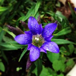 Close-up of wet purple flower