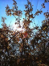 Low angle view of sunlight streaming through tree