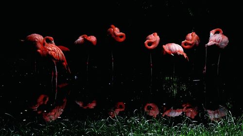 View of flamingoes with reflection