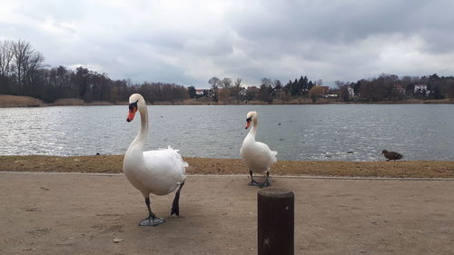 Seagulls perching on a beach