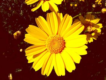 Close-up of yellow flower