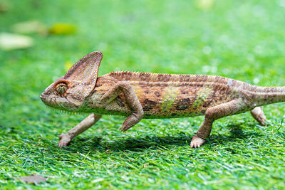 Close-up of a lizard on grass