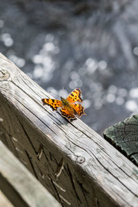 Mont tremblant national park