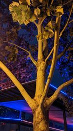 Low angle view of tree against blue sky