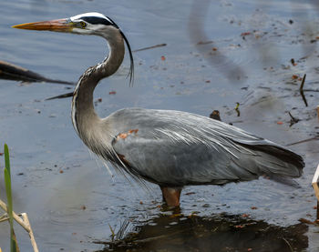 Side view of a bird in water