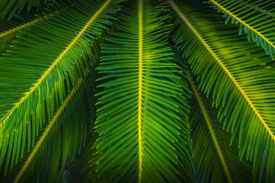 Full frame shot of palm leaves